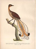 Naturalist's Miscellany 15