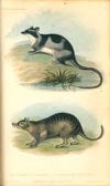 Naturalist's Miscellany 16