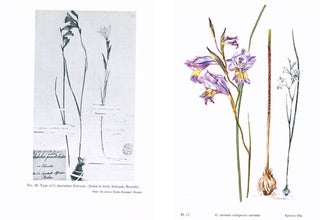 Gladiolus: a revision of the South African species.