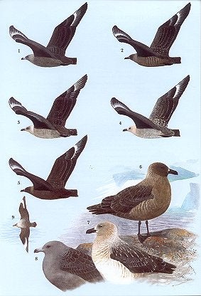 Skuas and jaegers: a guide to the skuas and jaegers of the world.