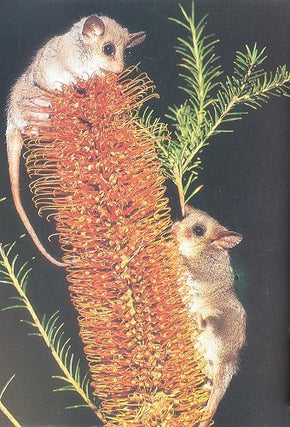 A key and field guide to the possums, gliders and Koala.