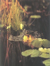 Alligators: prehistoric presence in the American landscape.