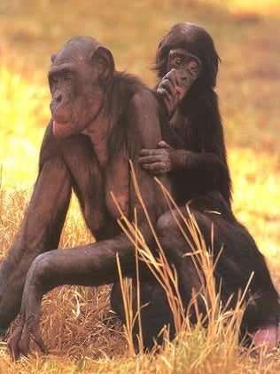 Stock ID 10486 Bonobo: the forgotten ape. Frans de Waal, Frans Lanting