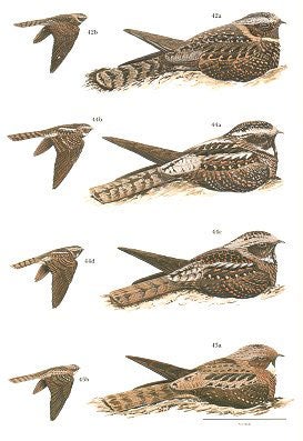 Nightjars: a guide to nightjars and related nightbirds.