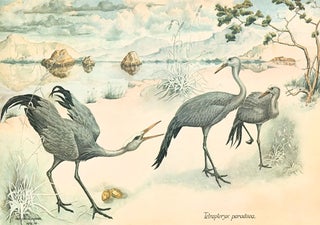 Avifauna Africana: 12 watercolours of South African wild birds.