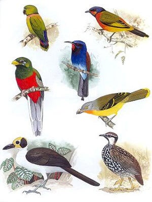 Birds of Liberia.
