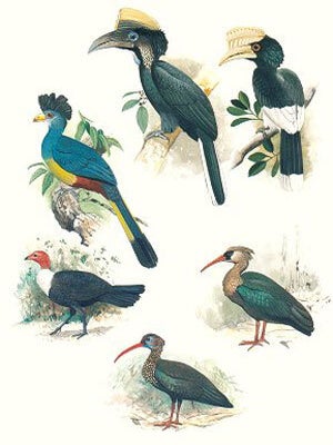 Birds of Liberia.