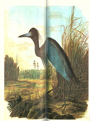 The original water-color paintings by John James Audubon for The Birds of America.