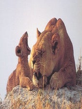 Stock ID 11343 Hunting with the moon: lions of Savuti. Dereck Joubert, Beverly Joubert