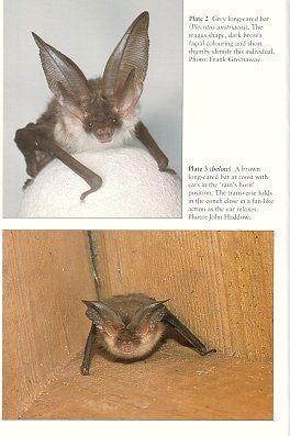 Long-eared bats.