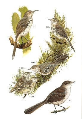 Wrens, dippers and thrashers.