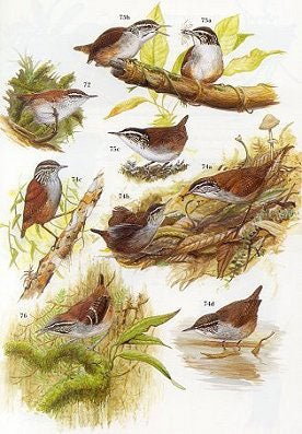 Wrens, dippers and thrashers.