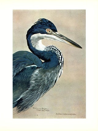 Louis Agassiz Fuertes and the singular beauty of birds. Paintings, drawings, letters assembled and edited by Frederick George Marcham.