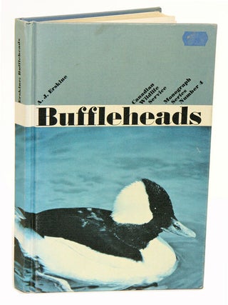 Stock ID 12136 Buffleheads. Anthony J. Erskine