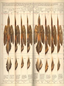 Review of the genus Cisticola.