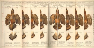 Review of the genus Cisticola.