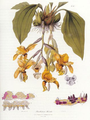 John Lindley, 1799-1865: gardener-botanist and pioneer orchidologist.