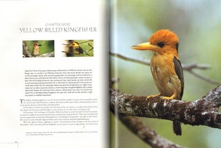 Kingfishers and kookaburras: jewels of the Australian bush.