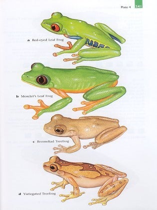 The ecotravellers' wildlife guide: Belize and northern Guatemala.