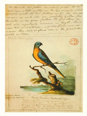 The art of the First Fleet and other early Australian drawings.