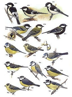 Chickadees, tits, nuthatches and treecreepers.