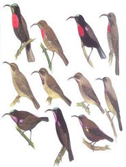 The birds of Africa, volume six: Picathartes to Oxpeckers.