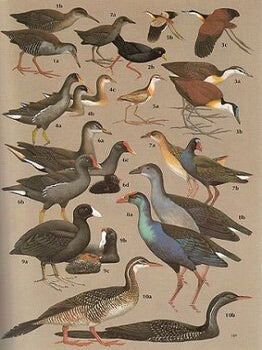 Birds of Kenya and northern Tanzania.