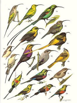 Birds of Kenya and northern Tanzania.