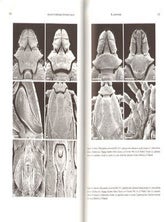 The genus Rhipicephalus (Acari, Ixodidae): a guide to the Brown ticks of the world.