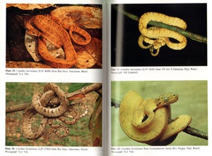 Neotropical treeboas: natural history of the Corallus hortulanus complex.