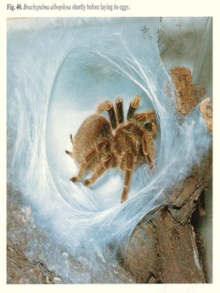 Tarantulas in the vivarium: lifestyle, husbandry and breeding.