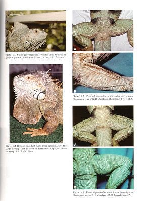 Biology, husbandry and medicine of the Green Iguana.
