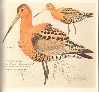 Sketches of bird life.