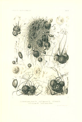 Selecta Fungorum Carpologia of the brothers L. R. and C. Tulasne. Translated into English by W. B. Grove.