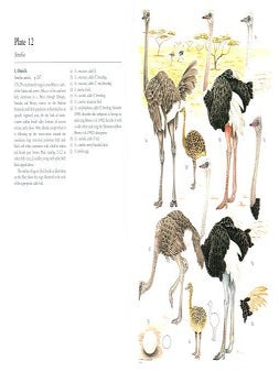 Ratites and Tinamous: Tinamidae, Rheidea, Dromaiidae, Casuariidae, Apterygidae, Struthionidae.