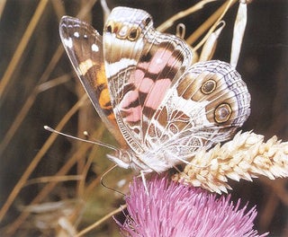Butterfly gardening: creating summer magic in your garden.