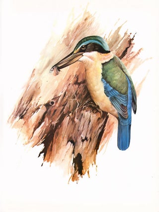 A portfolio of New Zealand birds.