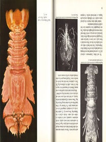 Australian crustaceans in colour.
