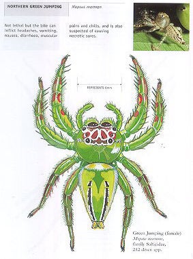 Spiderwatch: a guide to Australian spiders.
