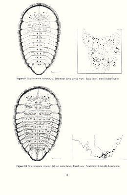 A guide to the identification of larval Psepehnidae water pennies. (Insecta: Coleoptera)