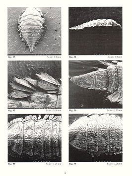 Guide to the identification of Australian Elmidae larvae (Insecta: Coleoptera).