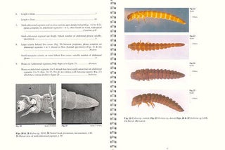 Guide to the identification of Australian Elmidae larvae (Insecta: Coleoptera).