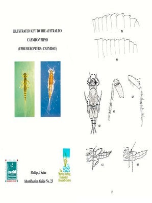 Stock ID 13928 Illustrated key to the Australian caenid nymphs (Ephemeroptera: Caenidae). Phillip...