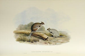 A monograph of the Macropodidae, or family of kangaroos [facsimile].