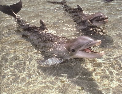 Stock ID 14062 The bottlenose dolphin: biology and conservation. John E. Reynolds.