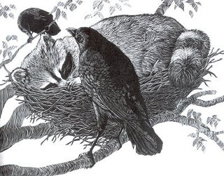 Stock ID 14069 The American Crow and the Common Raven. Lawrence Kilham