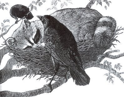 Stock ID 14069 The American Crow and the Common Raven. Lawrence Kilham.