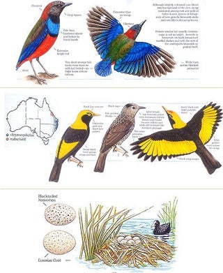 Field guide to Australian birds.
