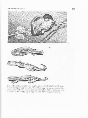 A natural history of amphibians.