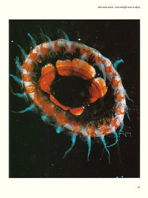 Deep ocean.